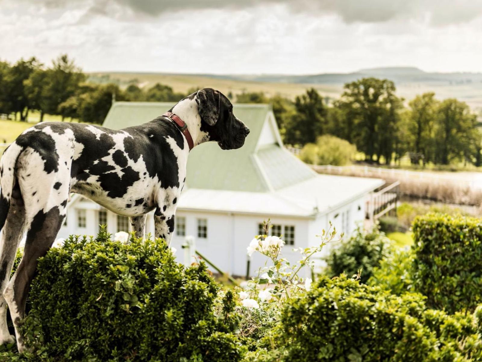 Oaklands Farm Stay Van Reenen Экстерьер фото