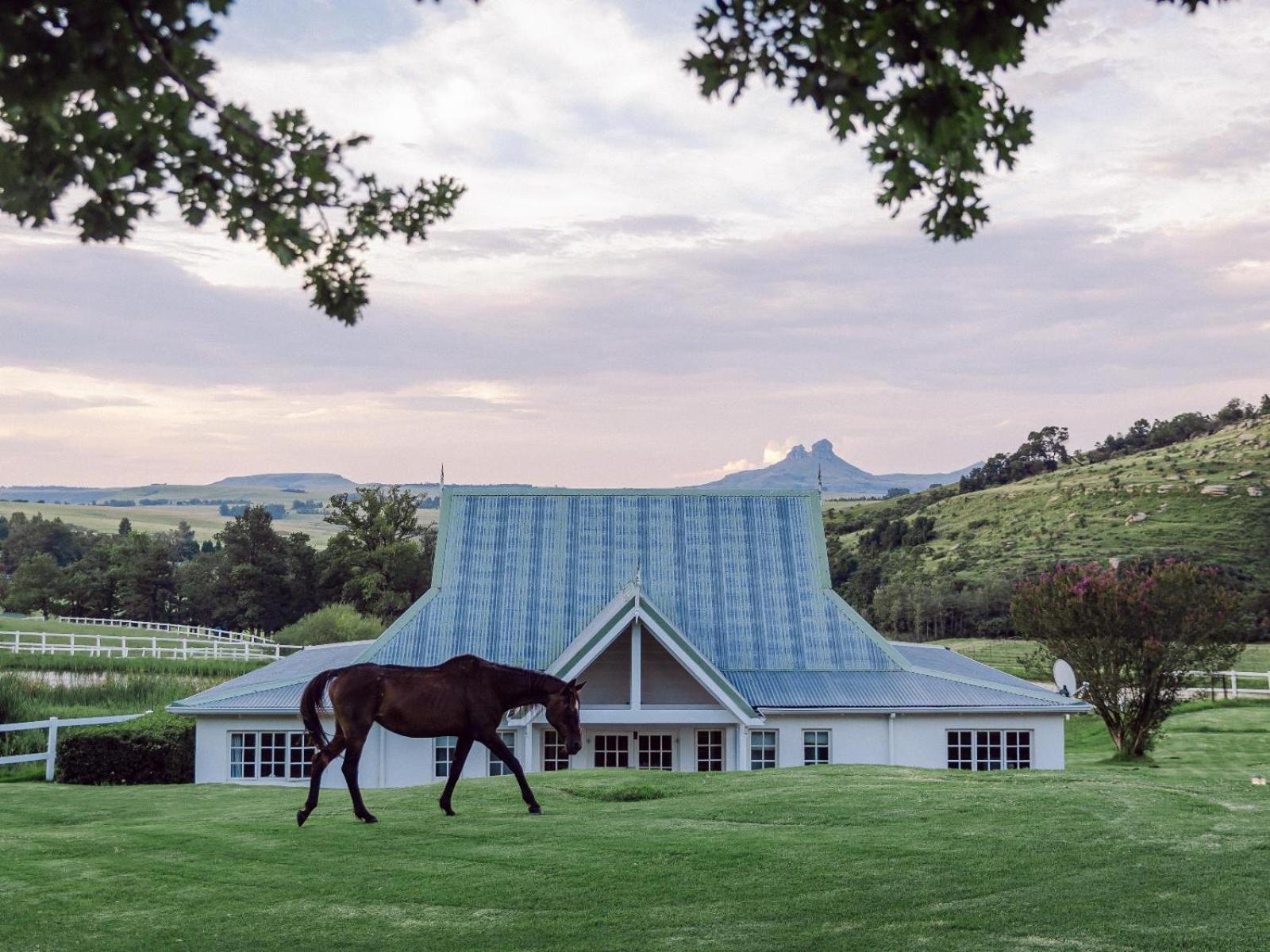 Oaklands Farm Stay Van Reenen Экстерьер фото